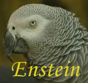 Enstein the Parrot